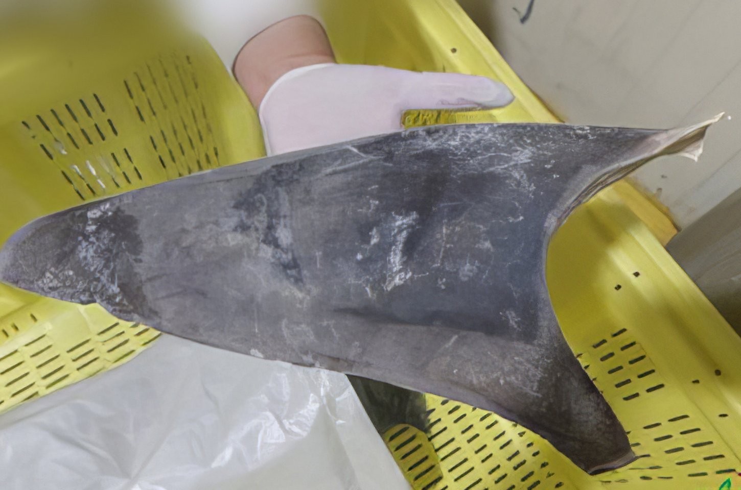 Ibama proíbe exportação de barbatana de tubarão-azul fora do corpo