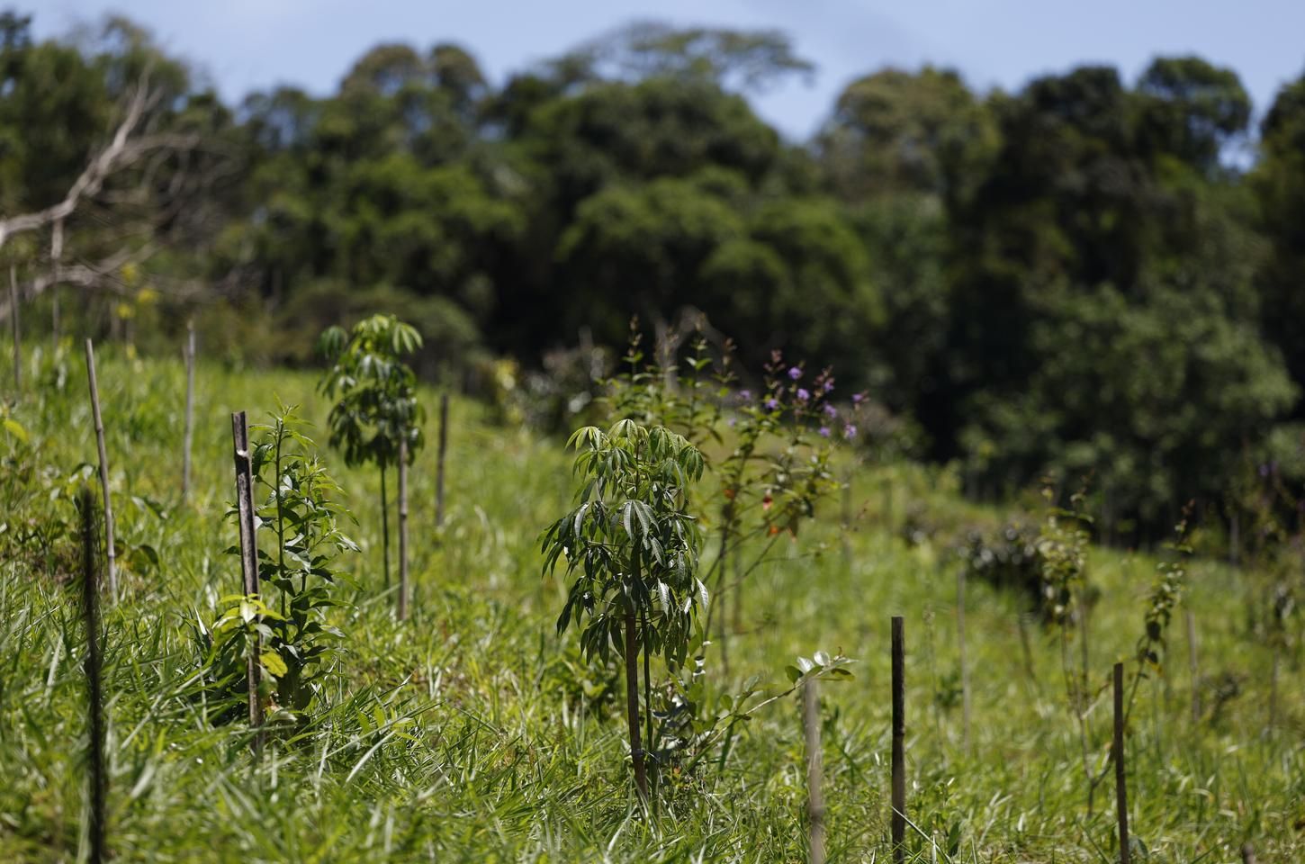 IBGE revisa limites entre Cerrado e Mata Atlântica em Minas e São Paulo
