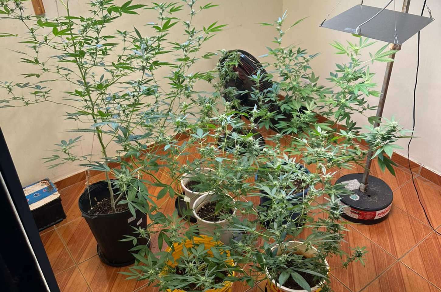 Laboratório de maconha é descoberto em condomínio de Londrina