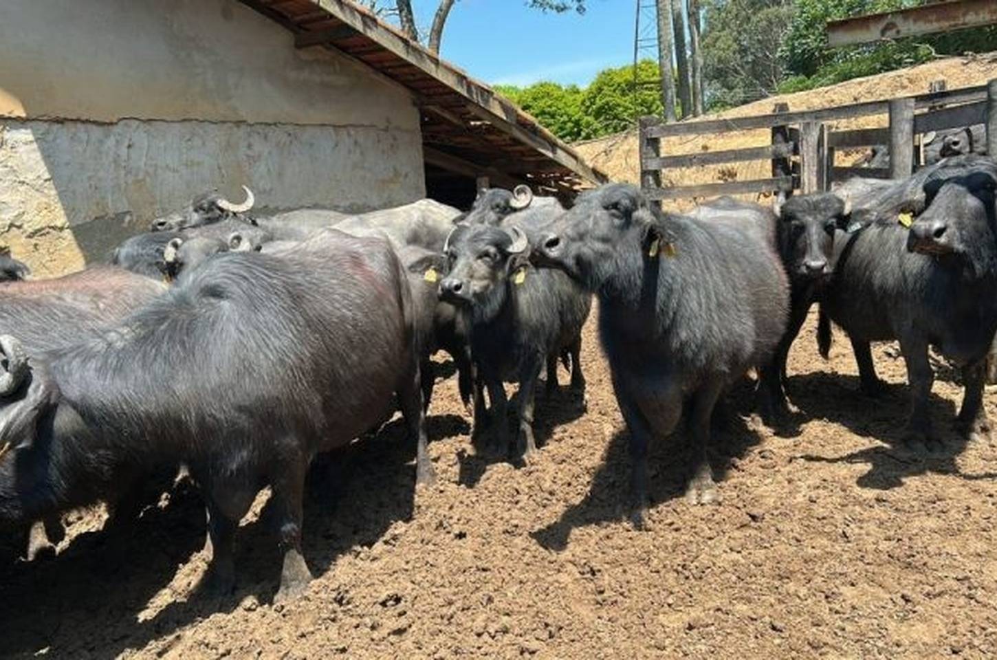 Laticínio Rossato genotipa rebanho para melhorar produção de queijo
