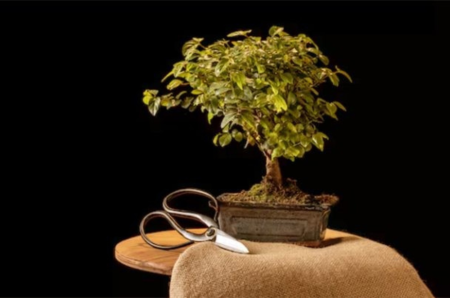 Livro gratuito ensina a arte do bonsai com espécies brasileiras