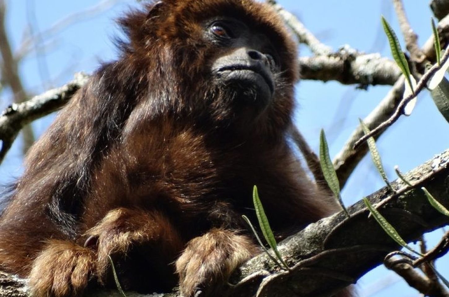 Macacos-bugio retornam à Cantareira após surto de febre amarela