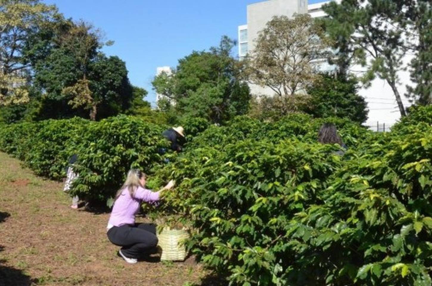 Maior cafezal urbano do mundo ganha 900 novas mudas em São Paulo