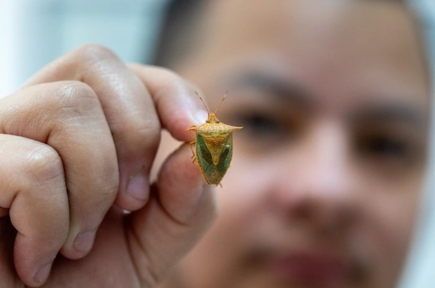 Maria-fedida: o inseto que usa cheiro forte como defesa e atração