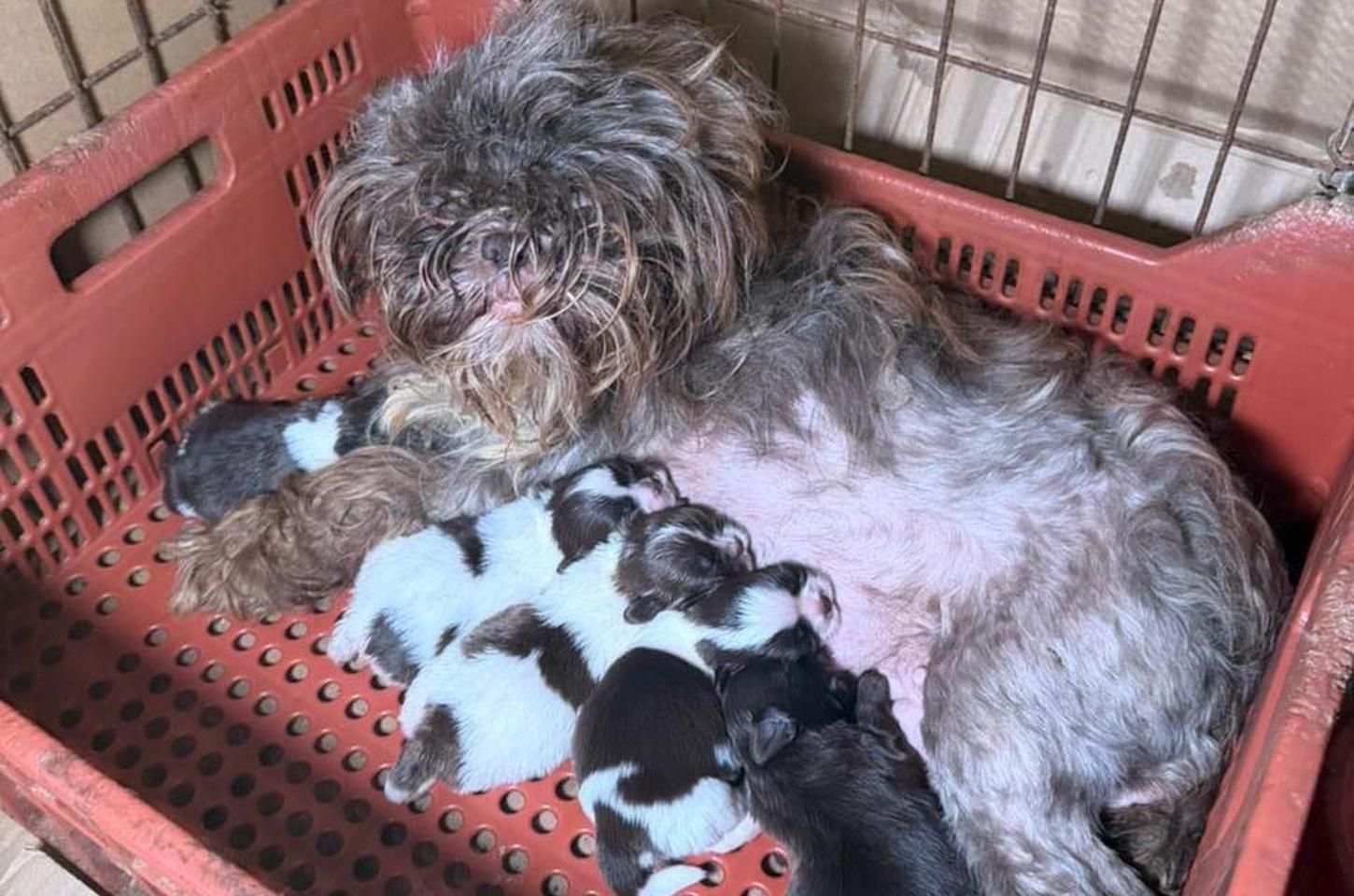 Médica veterinária é presa por maus-tratos a 80 cães em Curitiba