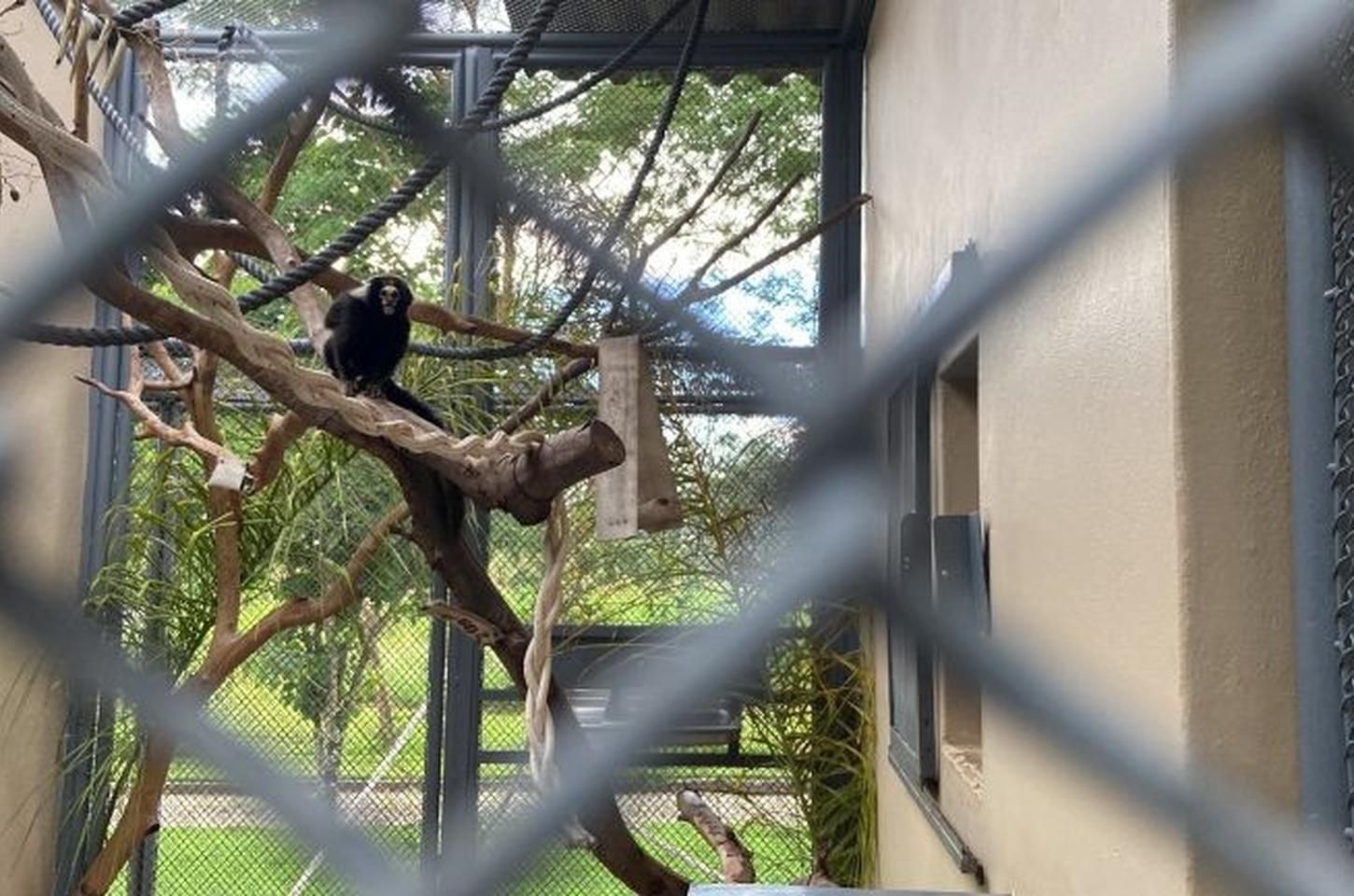 Mila, a sagui que superou perdas e agora viaja para salvar sua espécie