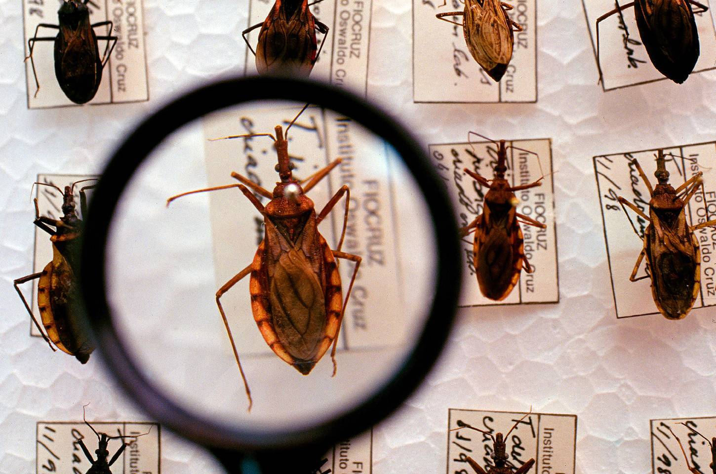 Ministério da Saúde destina R$ 12 milhões para combate à doença de Chagas