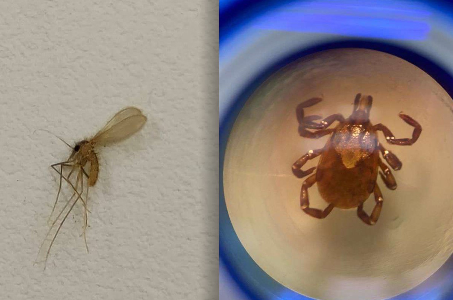 Mosquito-palha e carrapato-estrela: vigilância constante contra doenças negligenciadas