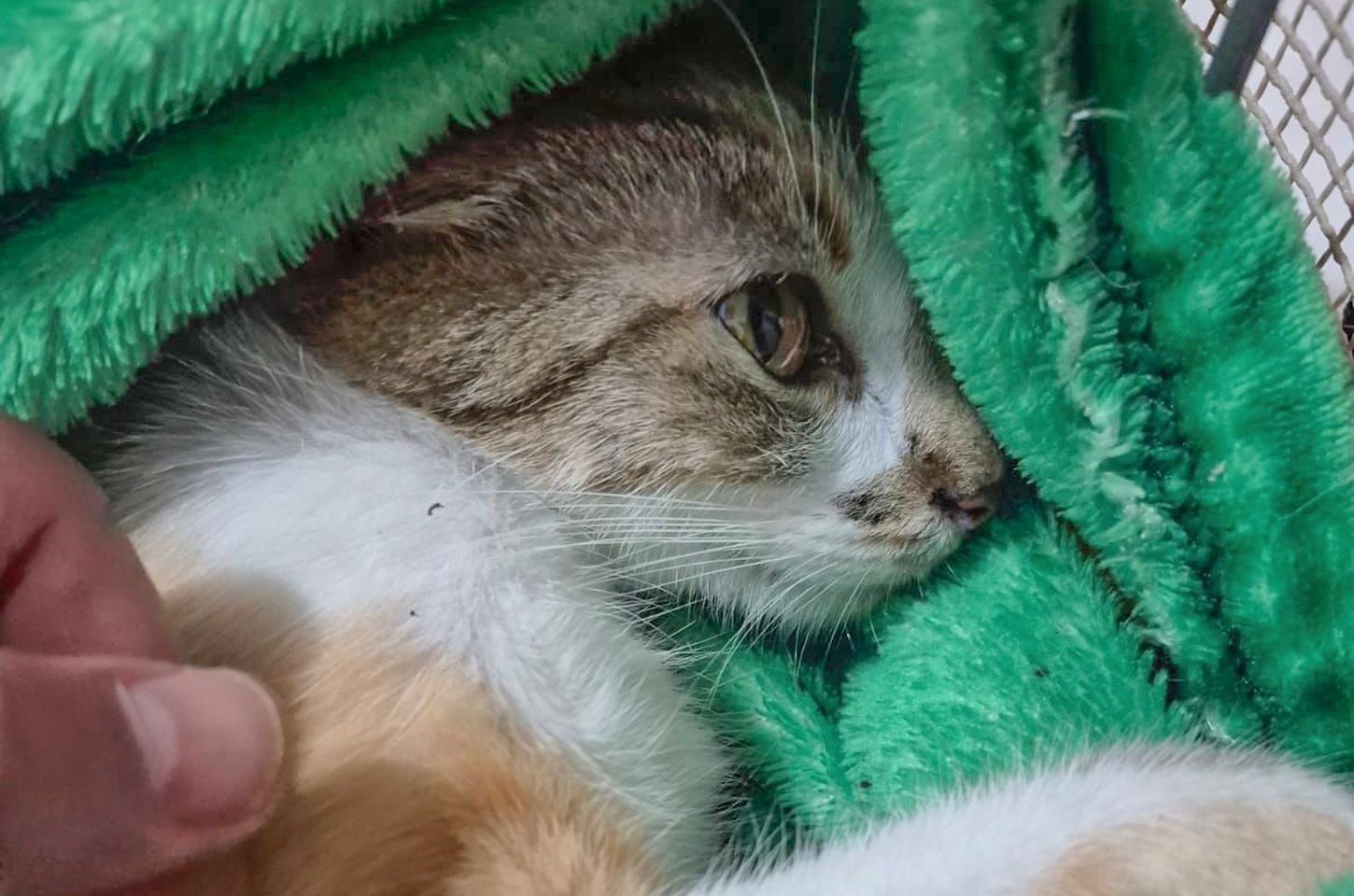 Mulher é presa após jogar gata do 12º andar em Curitiba