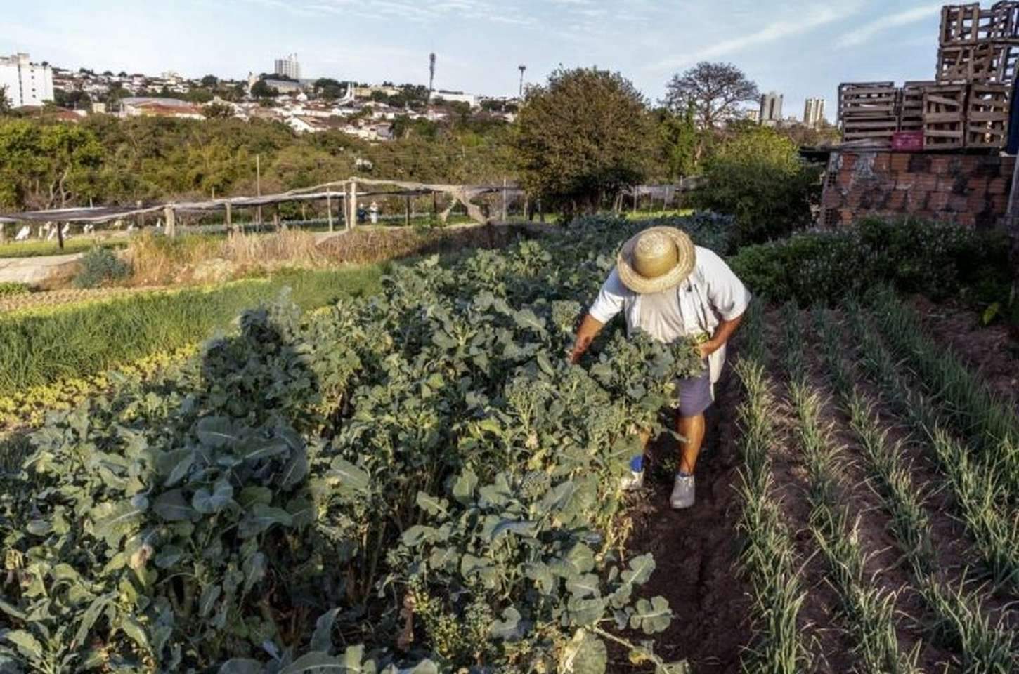 Nova resolução simplifica registro de empresas de agrotóxicos em SP