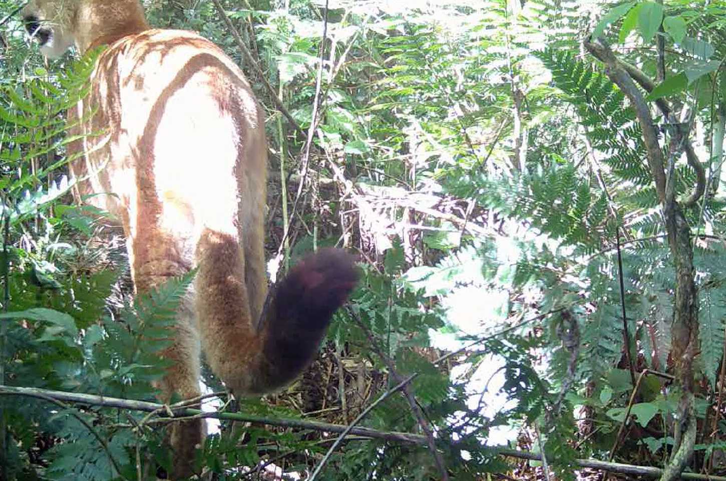 Onça-parda é registrada pela primeira vez no Parque Estadual do Rio Guarani