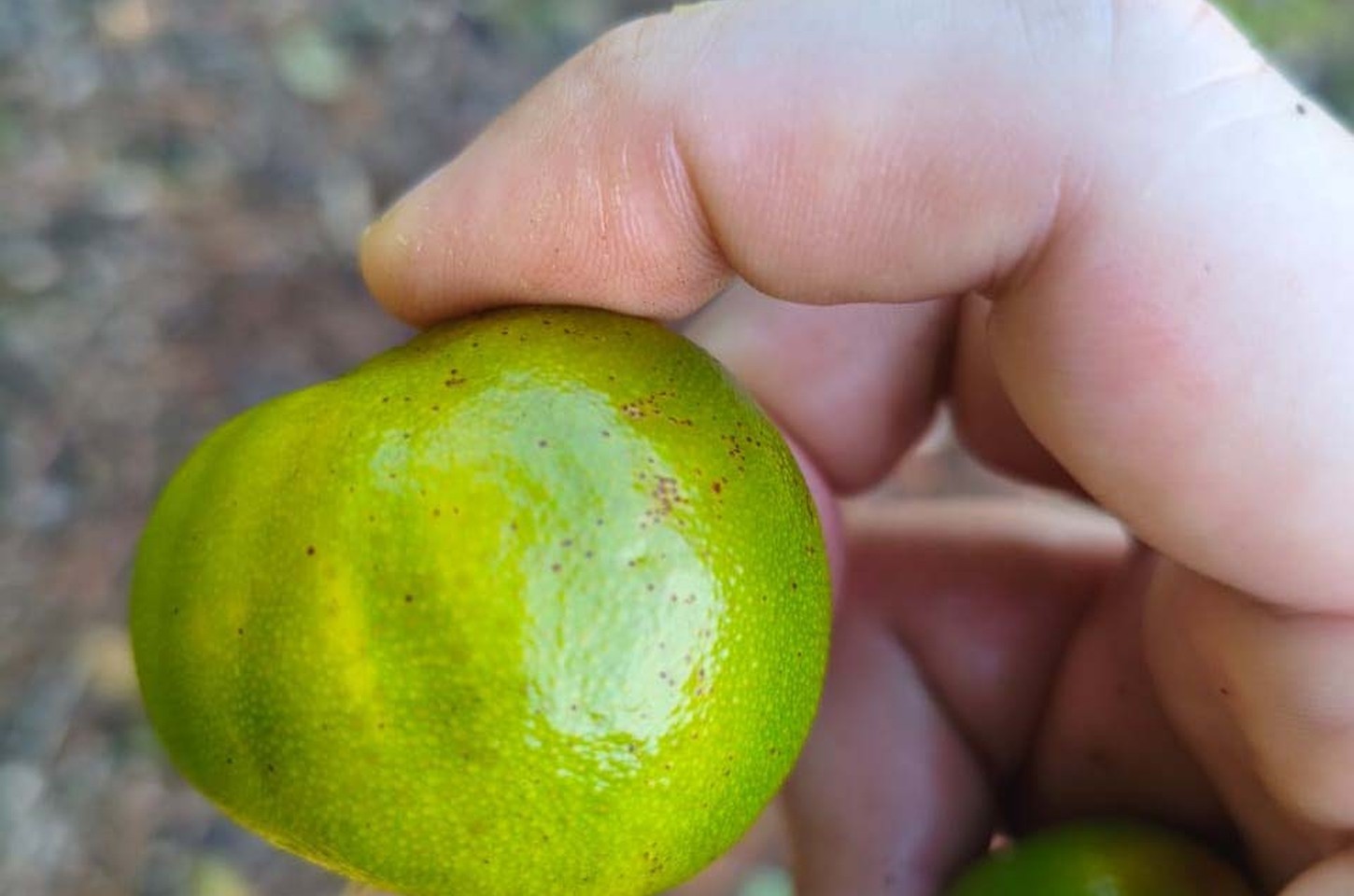 Operação Big Citros combate greening em Cerro Azul e Doutor Ulysses