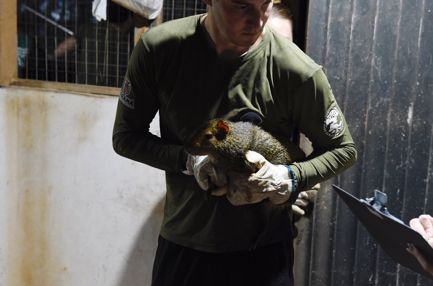 Operação fecha criadouro irregular e apreende 38 animais silvestres no Paraná