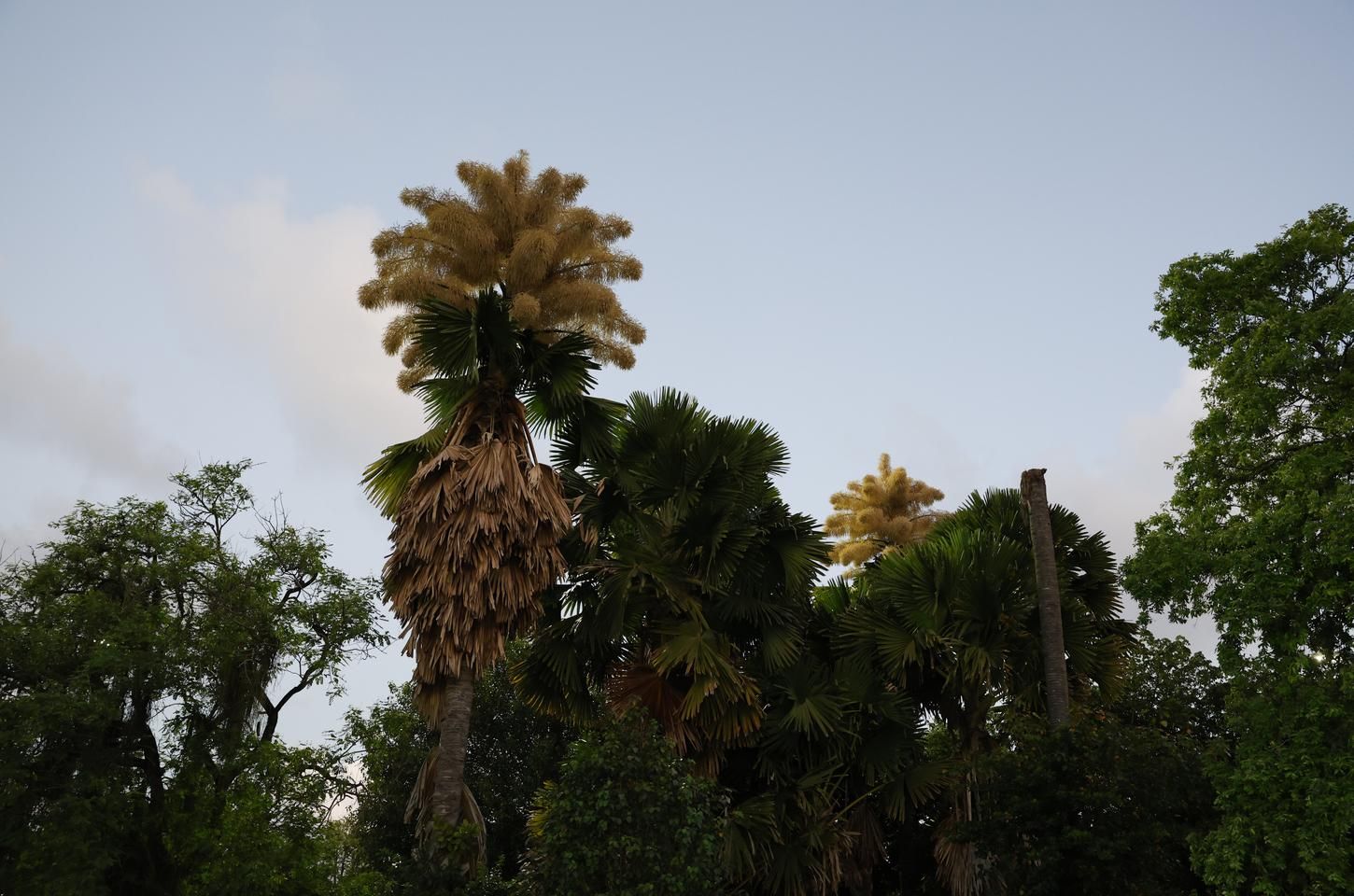 Palmeiras Talipot florescem no Parque do Flamengo em espetáculo único
