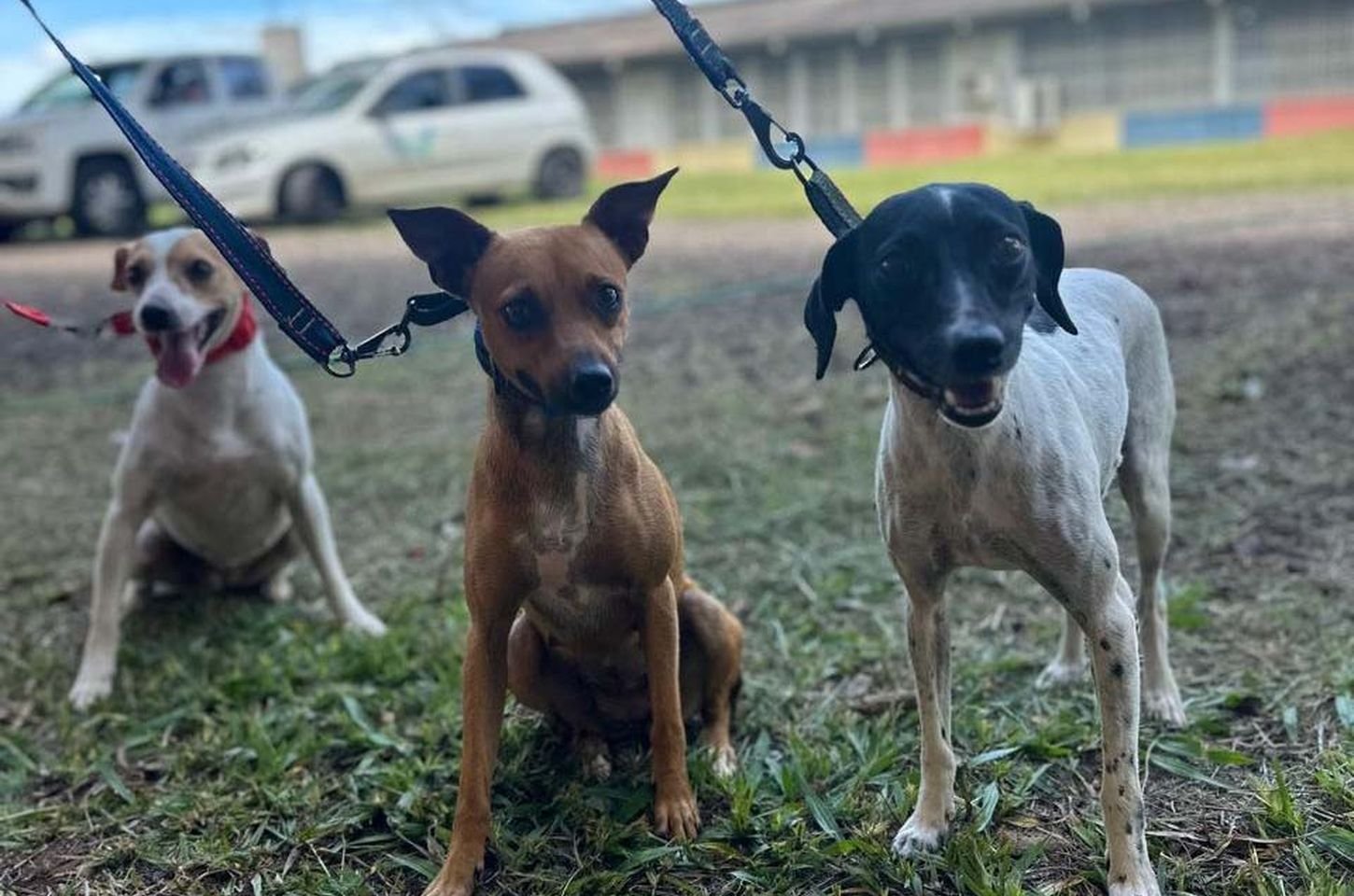 Paraná abre inscrições para organizações de proteção animal no conselho estadual