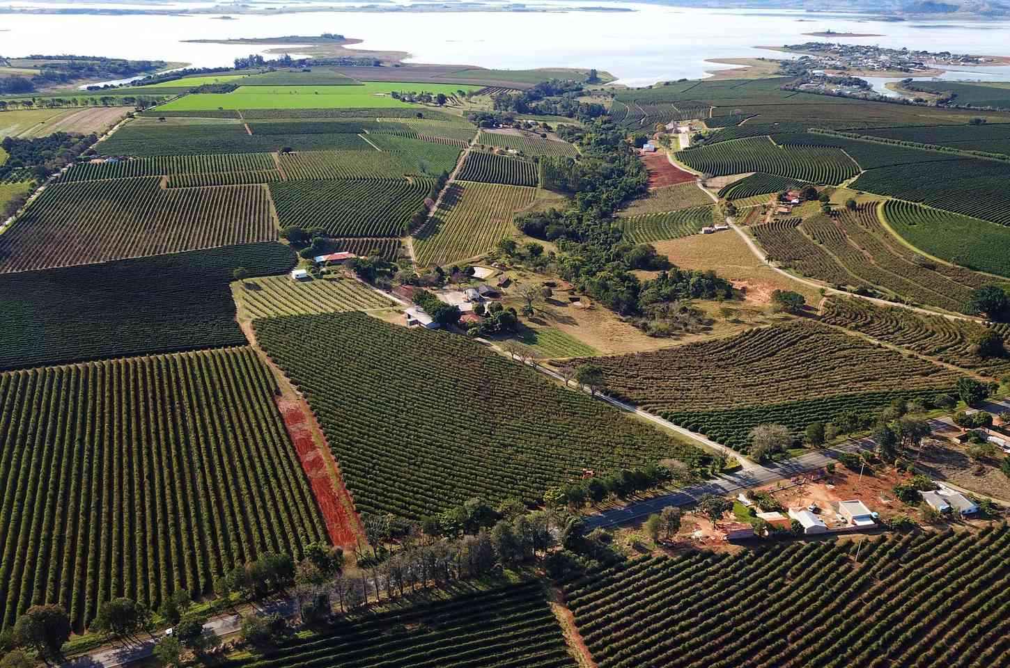 Paraná amplia participação na safra nacional de grãos, aponta IBGE