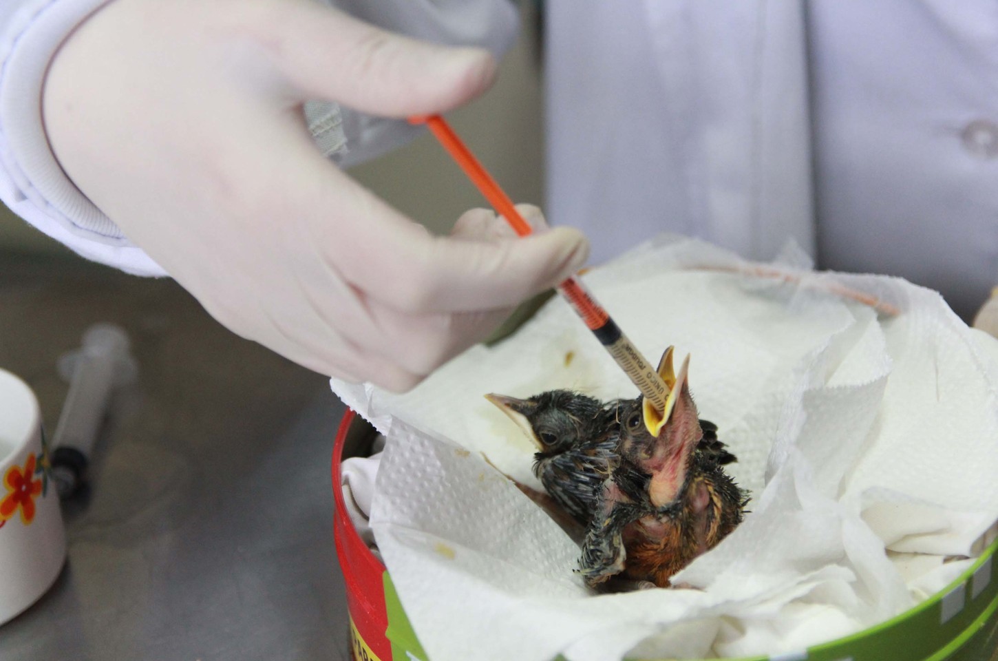 Paraná bate recorde de atendimentos a animais silvestres em 2025