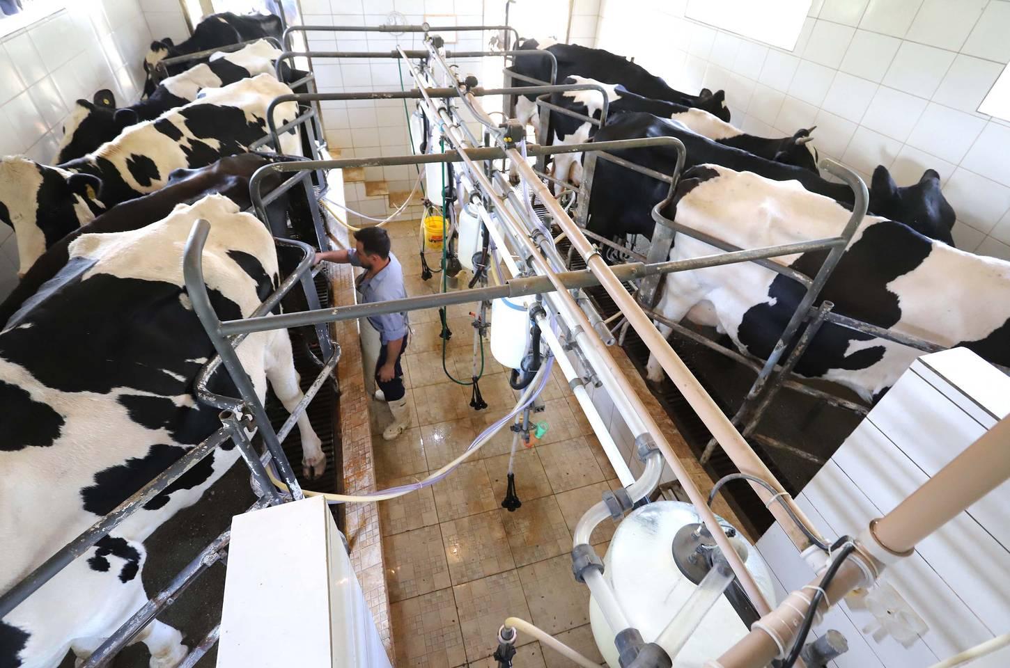 Paraná bate recordes na produção de carnes e se consolida como potência agropecuária