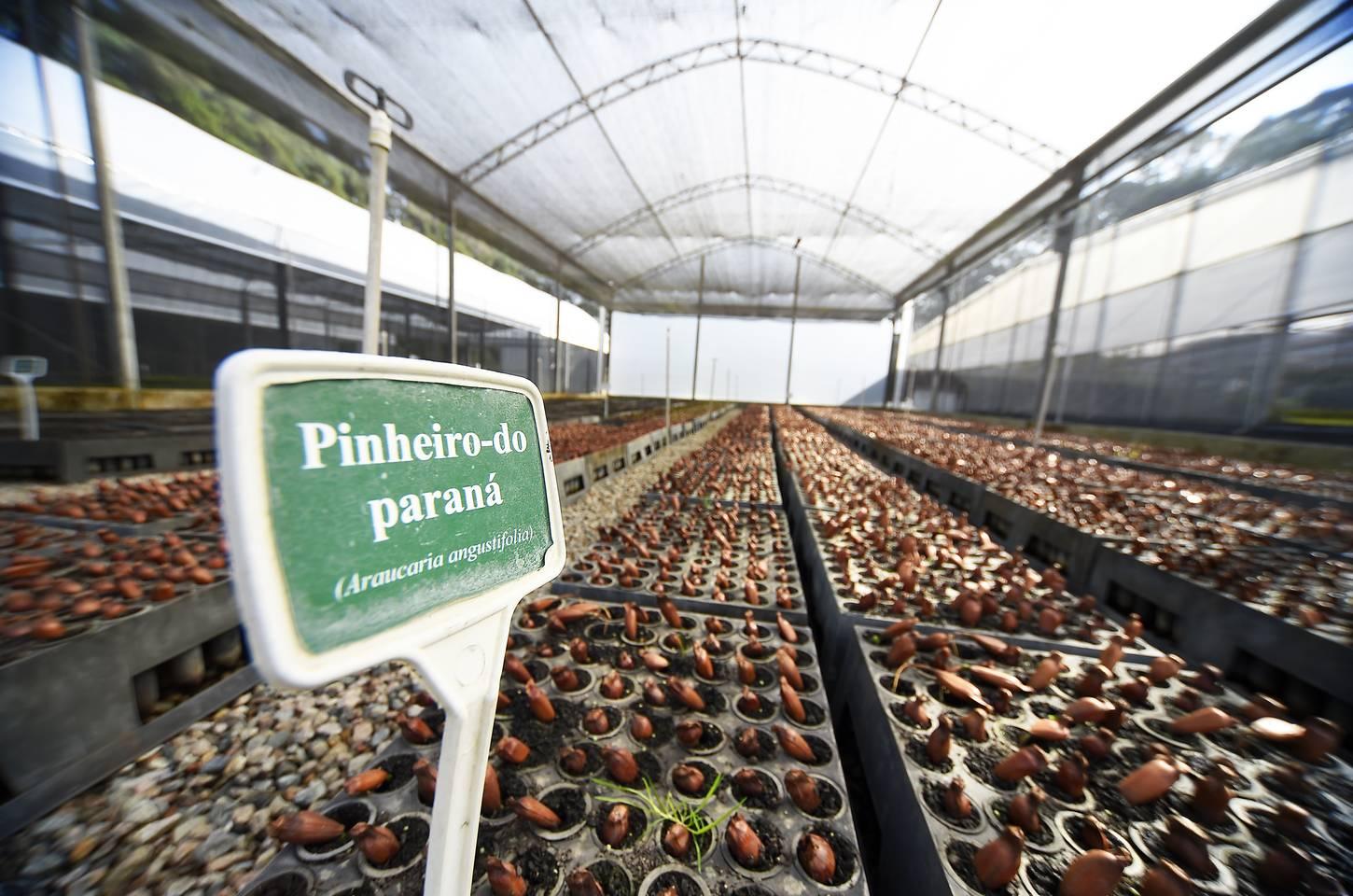 Paraná distribui mais de 13 milhões de mudas nativas desde 2019