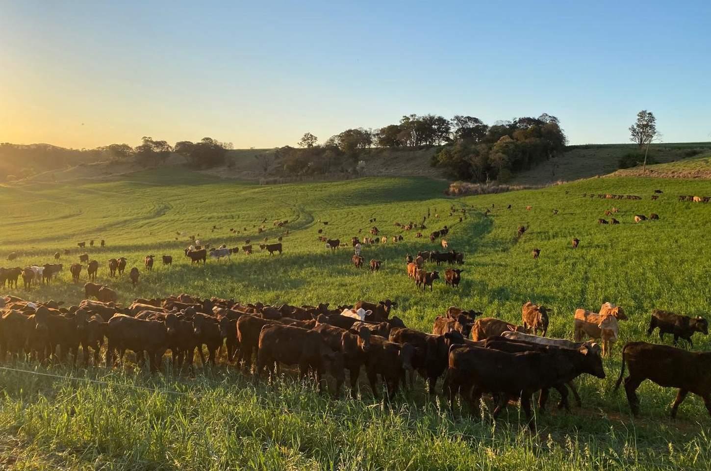 Paraná endurece regras para trânsito de gado com brucelose e tuberculose