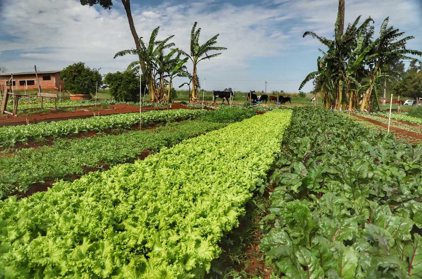 Paraná fará censo estadual de produtores orgânicos em 2026