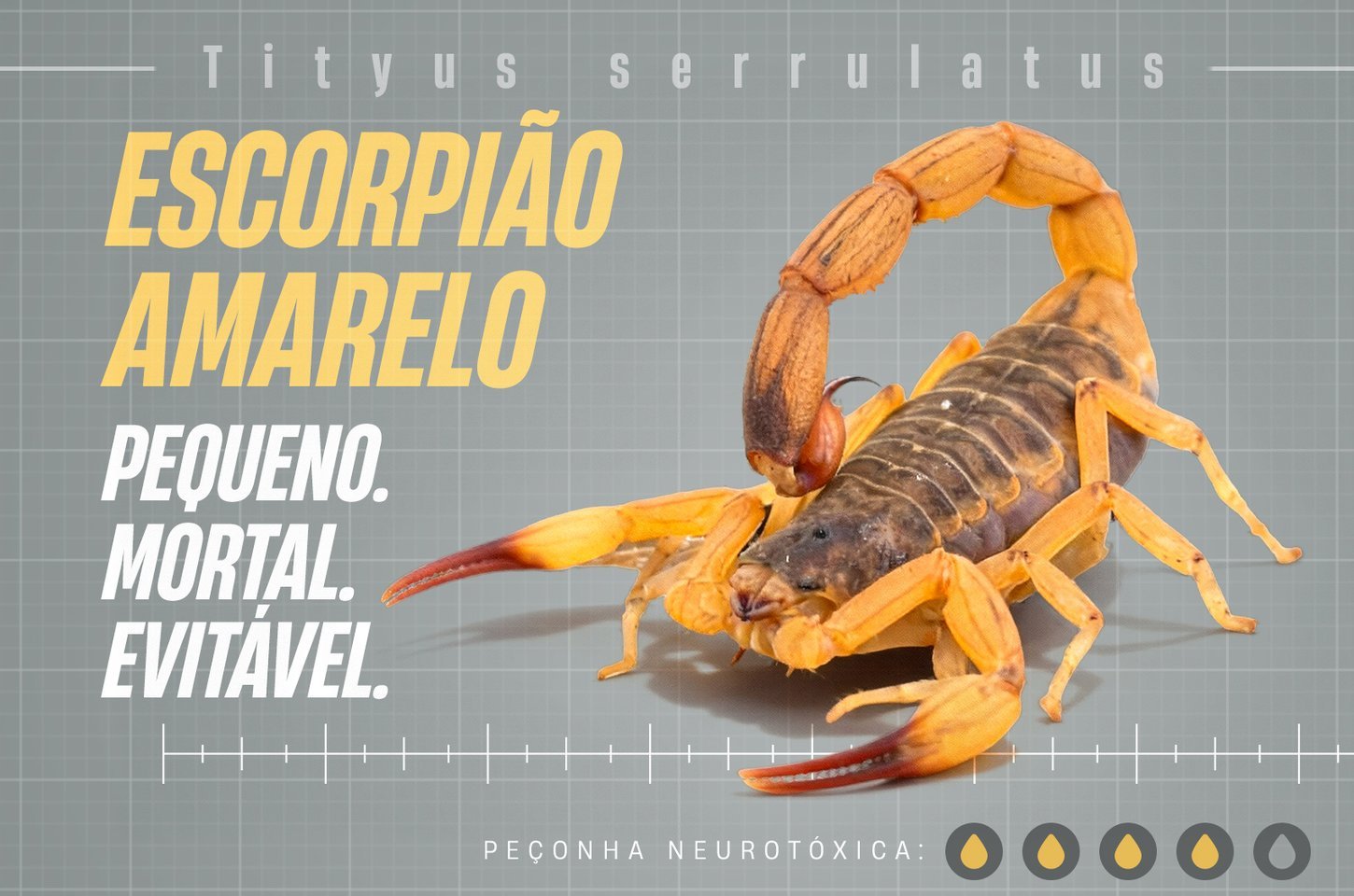 Paraná intensifica combate a acidentes com escorpiões após mortes