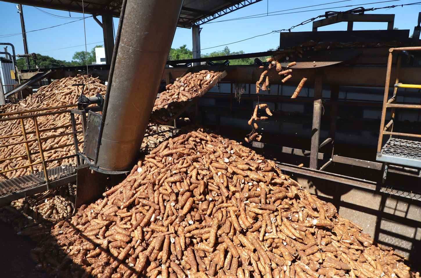 Paraná lança novas cultivares de mandioca para indústria no Show Rural