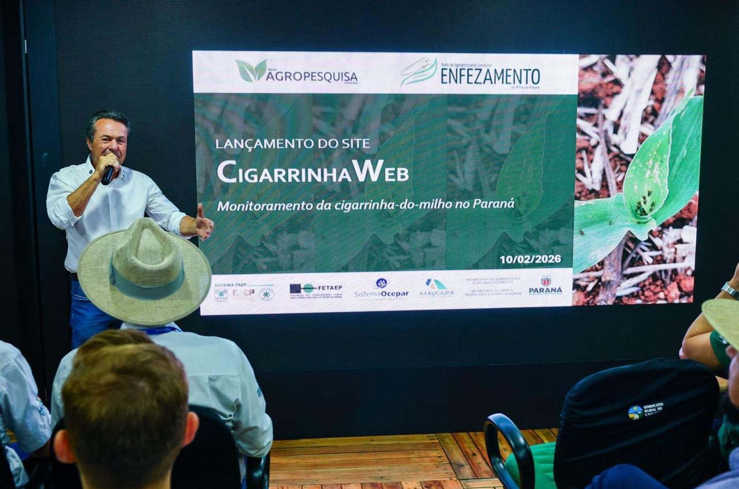 Paraná lança plataforma digital para monitorar cigarrinha-do-milho