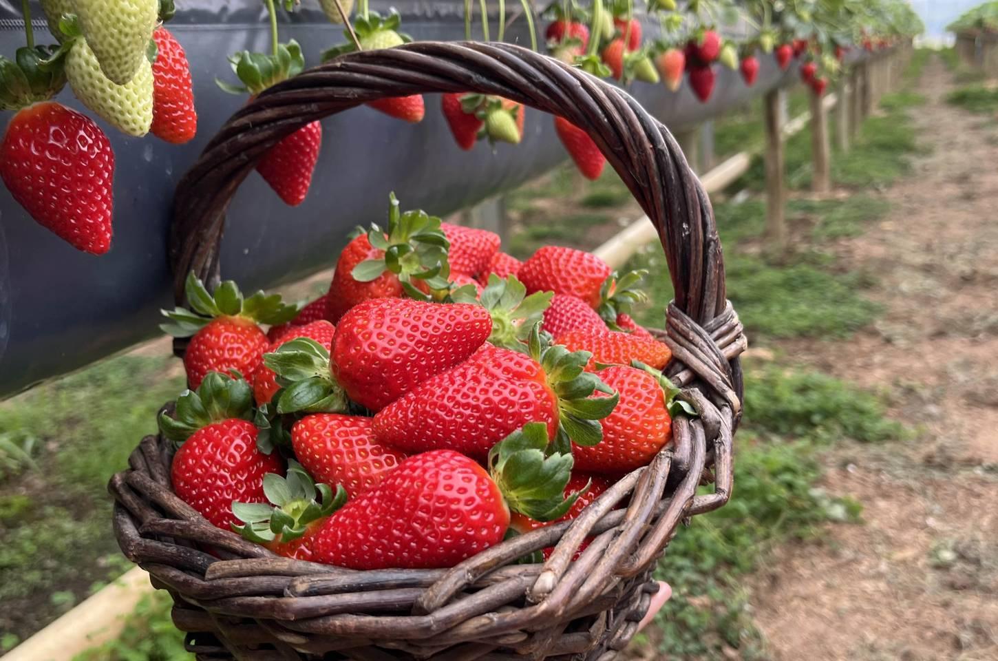 Paraná lança rota turística do morango para aliar agronegócio e turismo rural