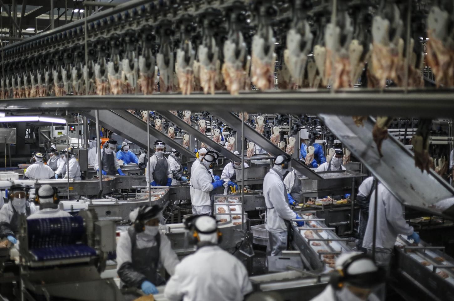 Paraná lidera produção e exportação de carne de frango no Brasil