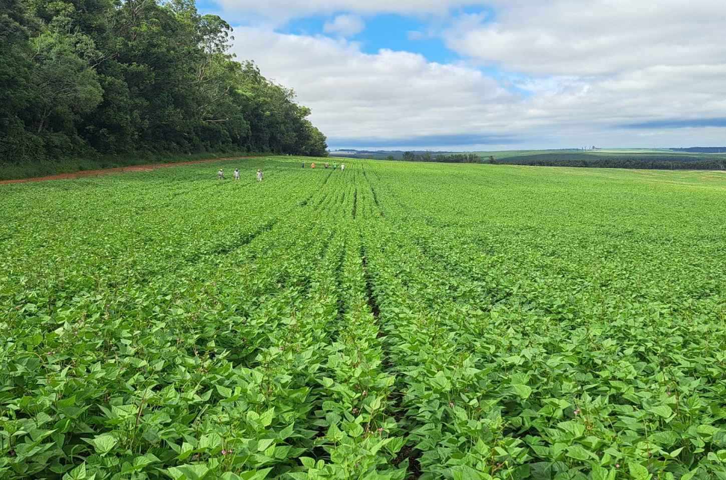 Paraná lidera produção e pesquisa de feijão no Brasil