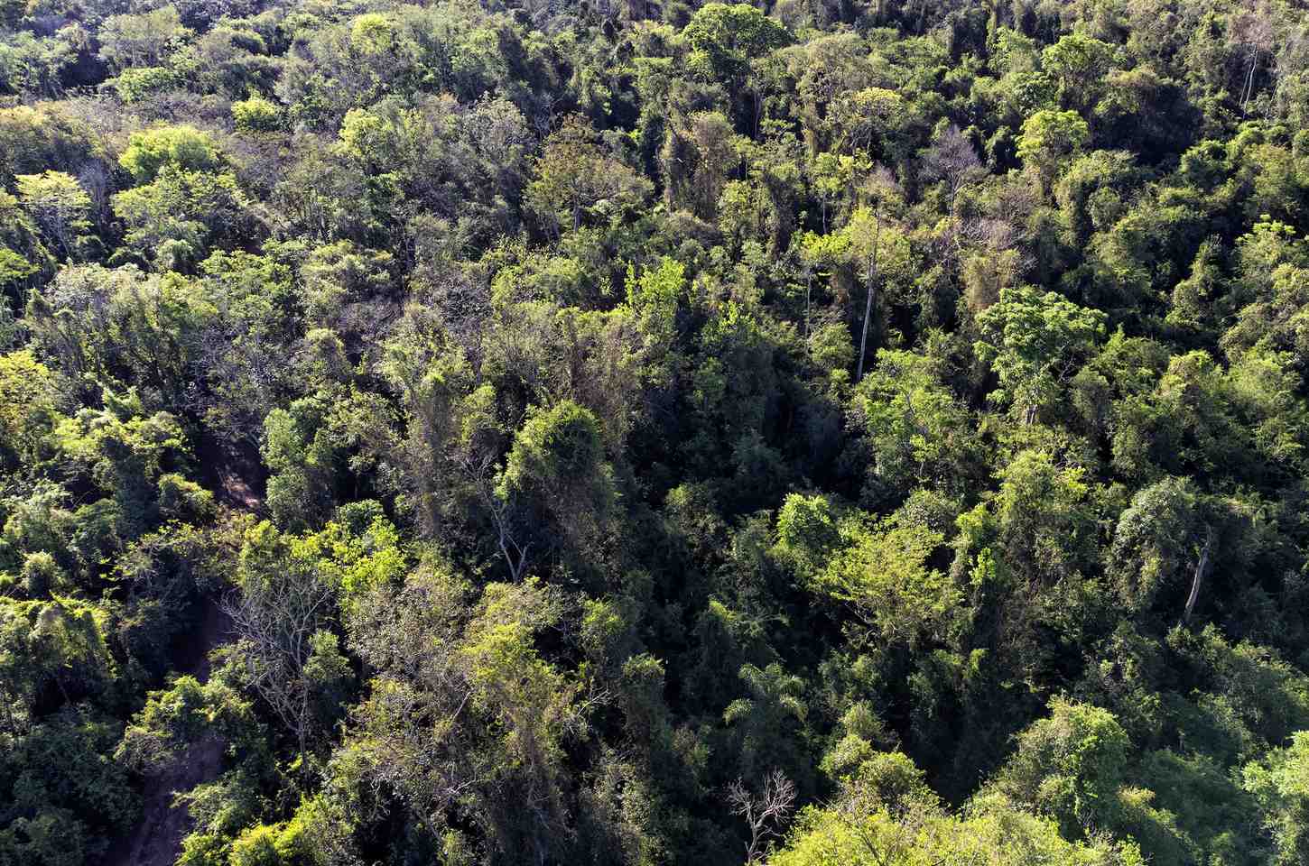 Paraná propõe nova lei florestal para alinhar com normas federais
