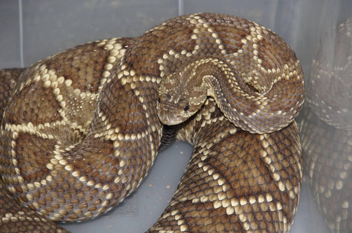 Paraná registra 863 acidentes com cobras em 2025 e alerta para o verão