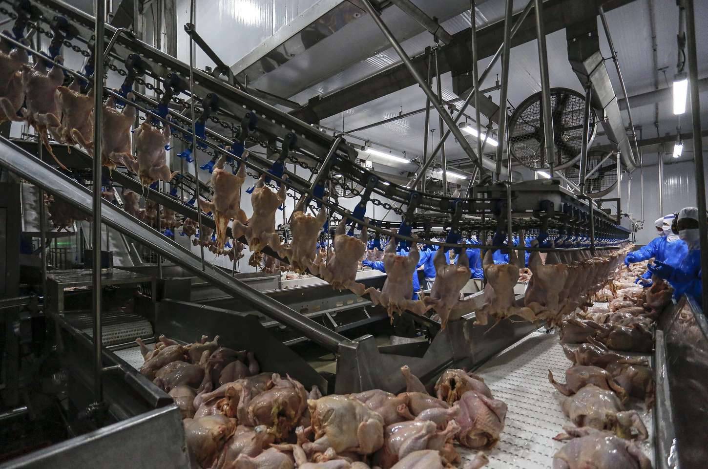 Paraná regulamenta inspeção privada de animais para abate