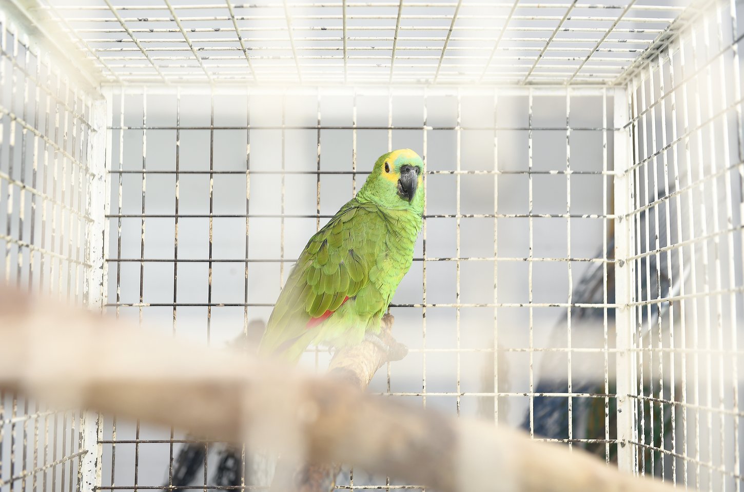 Paraná renova convênio e investe R$ 2 milhões em centro de animais silvestres