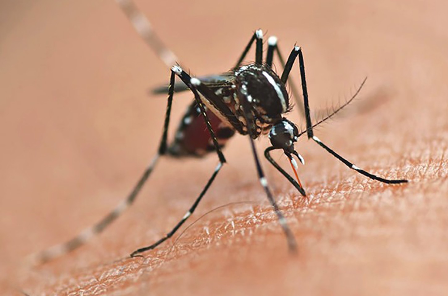 Paraná tem redução de casos, mas governo alerta para riscos de novos sorotipos da dengue
