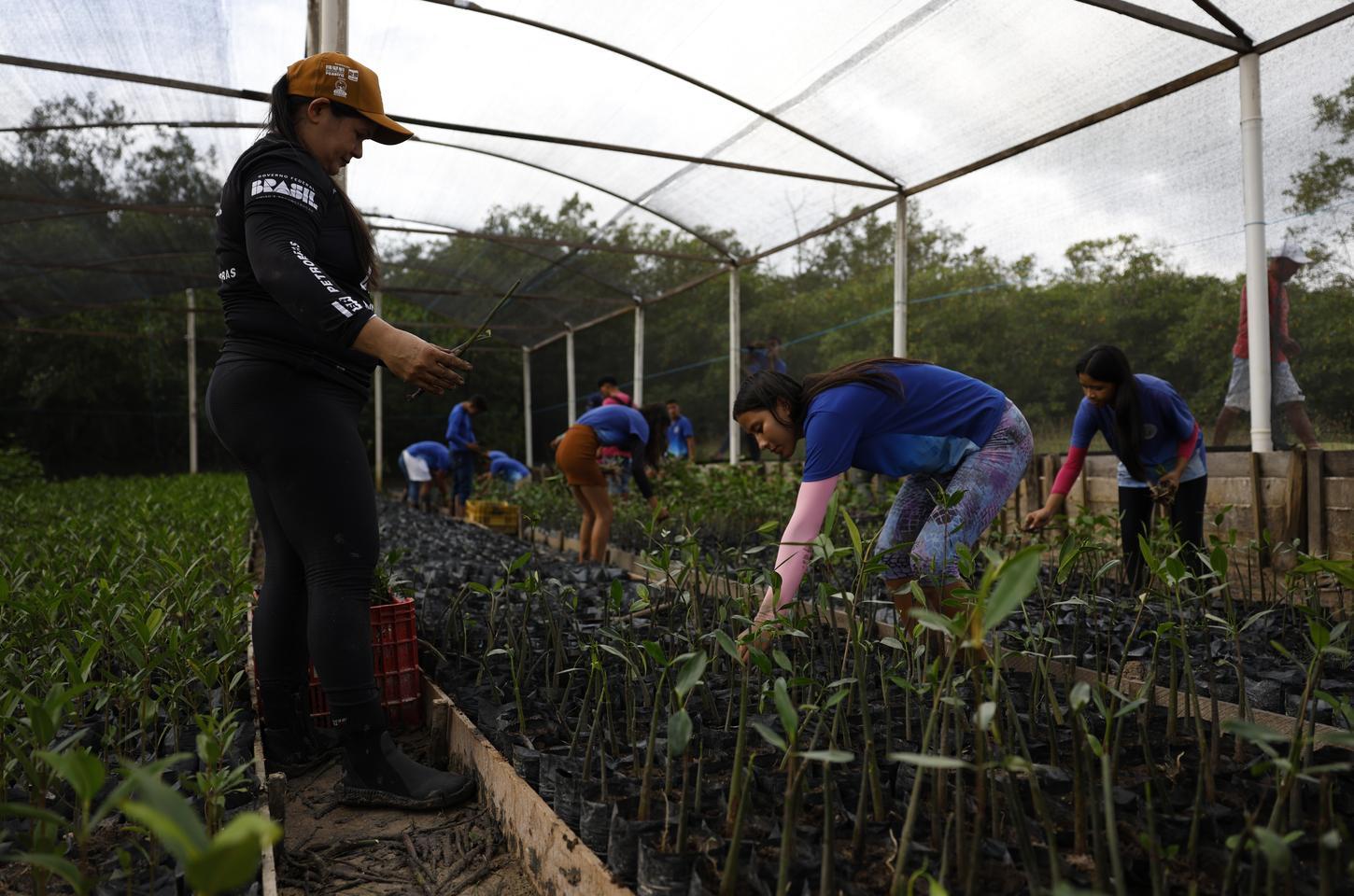 Parceria leva energia renovável a comunidades isoladas da Amazônia