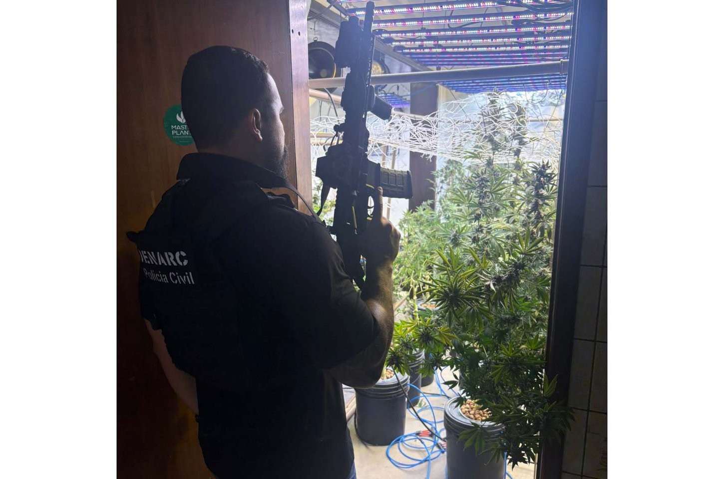 PCPR desmonta laboratório de maconha no bairro Portão em Curitiba