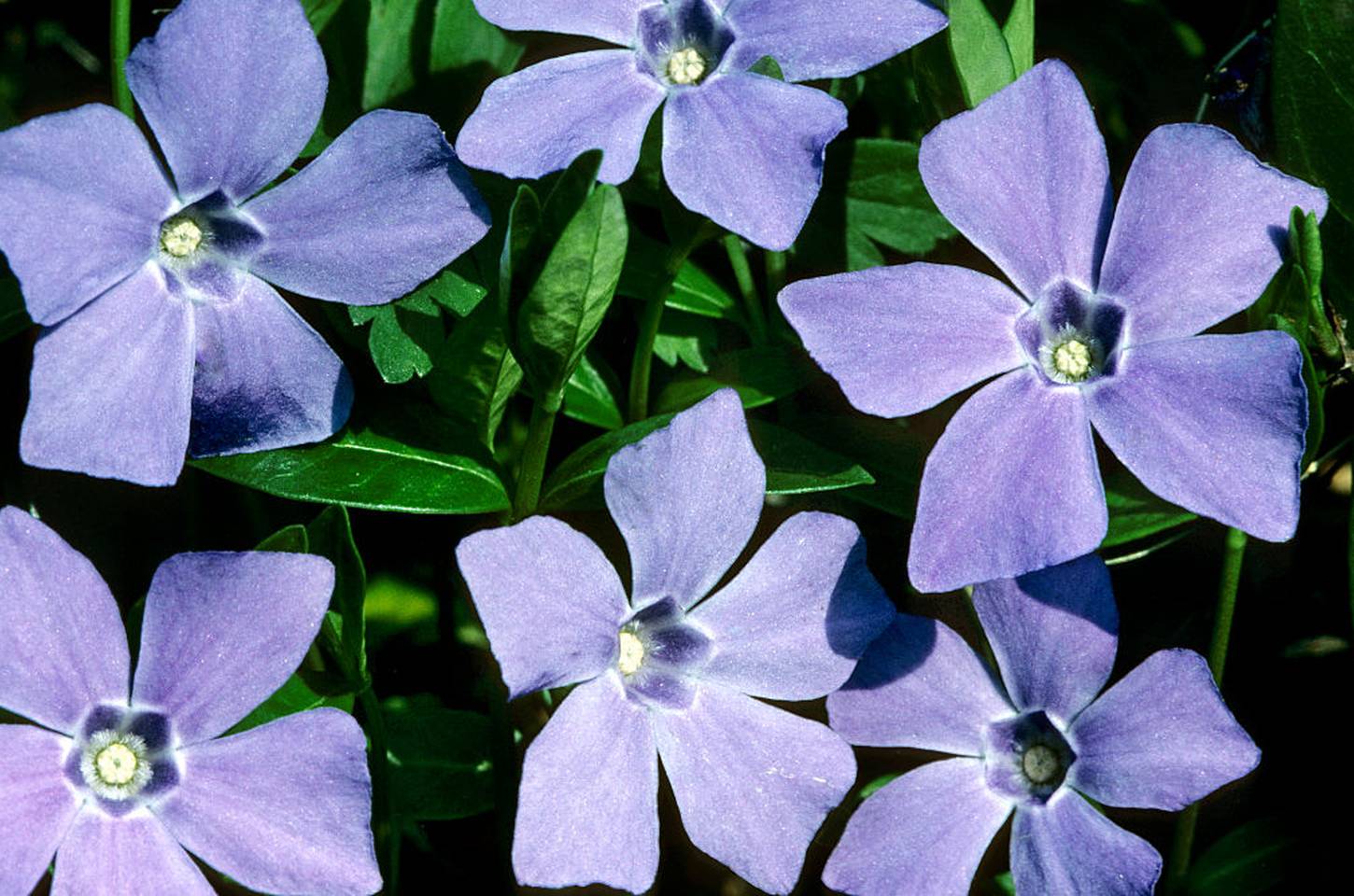 Periwinkle: A revolução do controle pessoal nas redes sociais descentralizadas