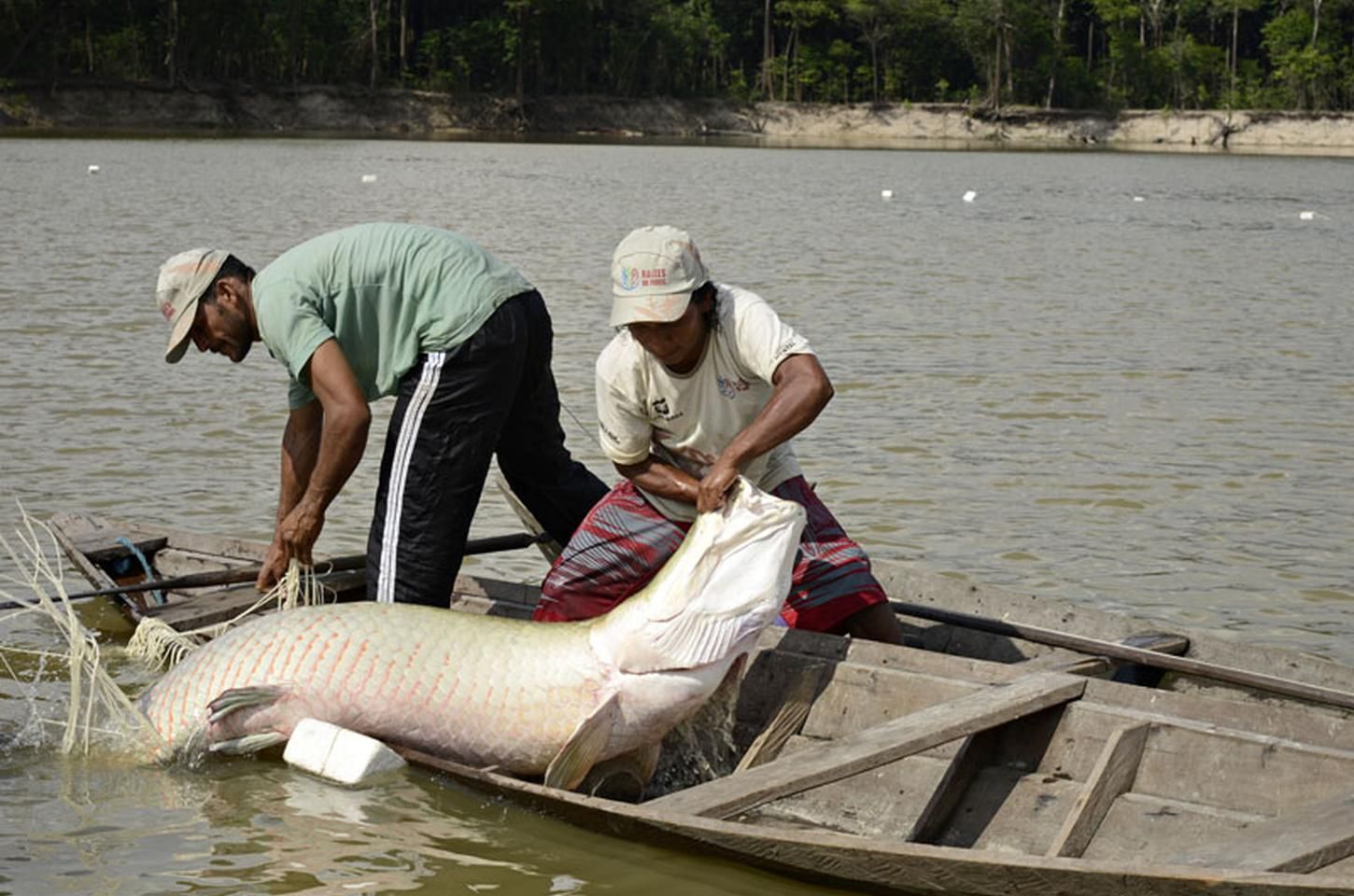 Pirarucu e filhote têm DNA decifrado em estudo pioneiro da UFPA