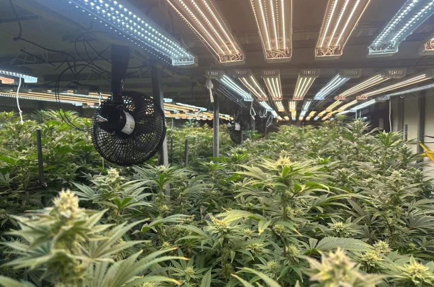 Polícia Civil desmonta 'fábrica' de maconha em prédio de três andares em Mogi das Cruzes