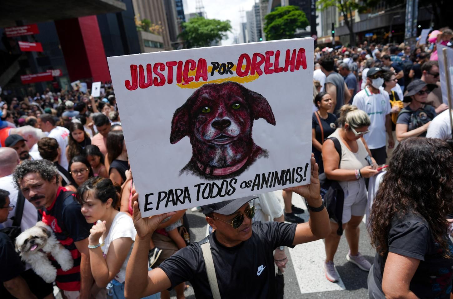 Polícia conclui investigação sobre morte de cão Orelha e ataque a Caramelo em SC