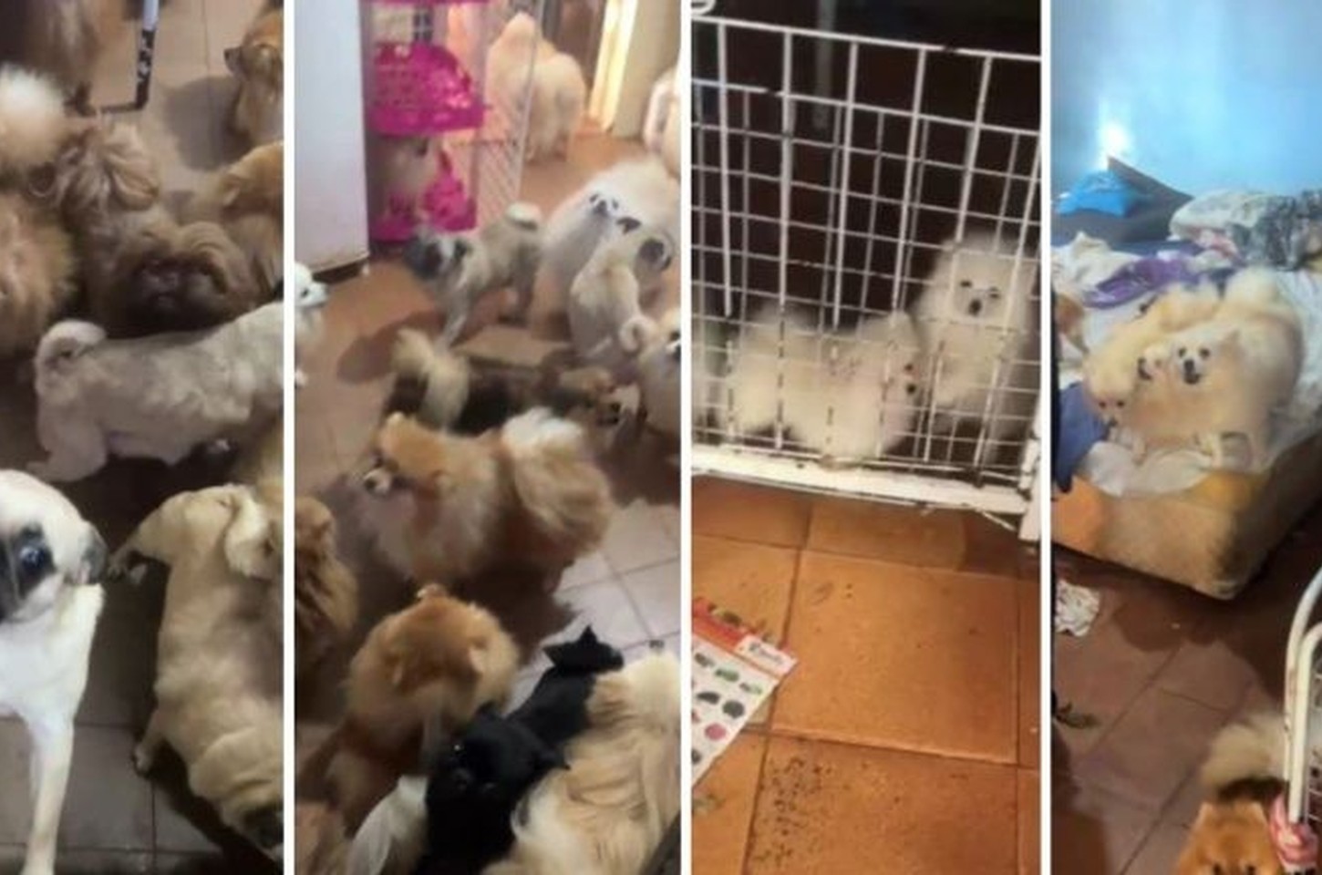 Polícia Militar resgata 72 cães em situação de maus-tratos em Arujá