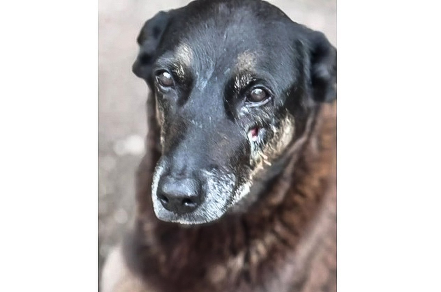 Polícia pede apreensão de passaporte de adolescente acusado de matar cão Orelha