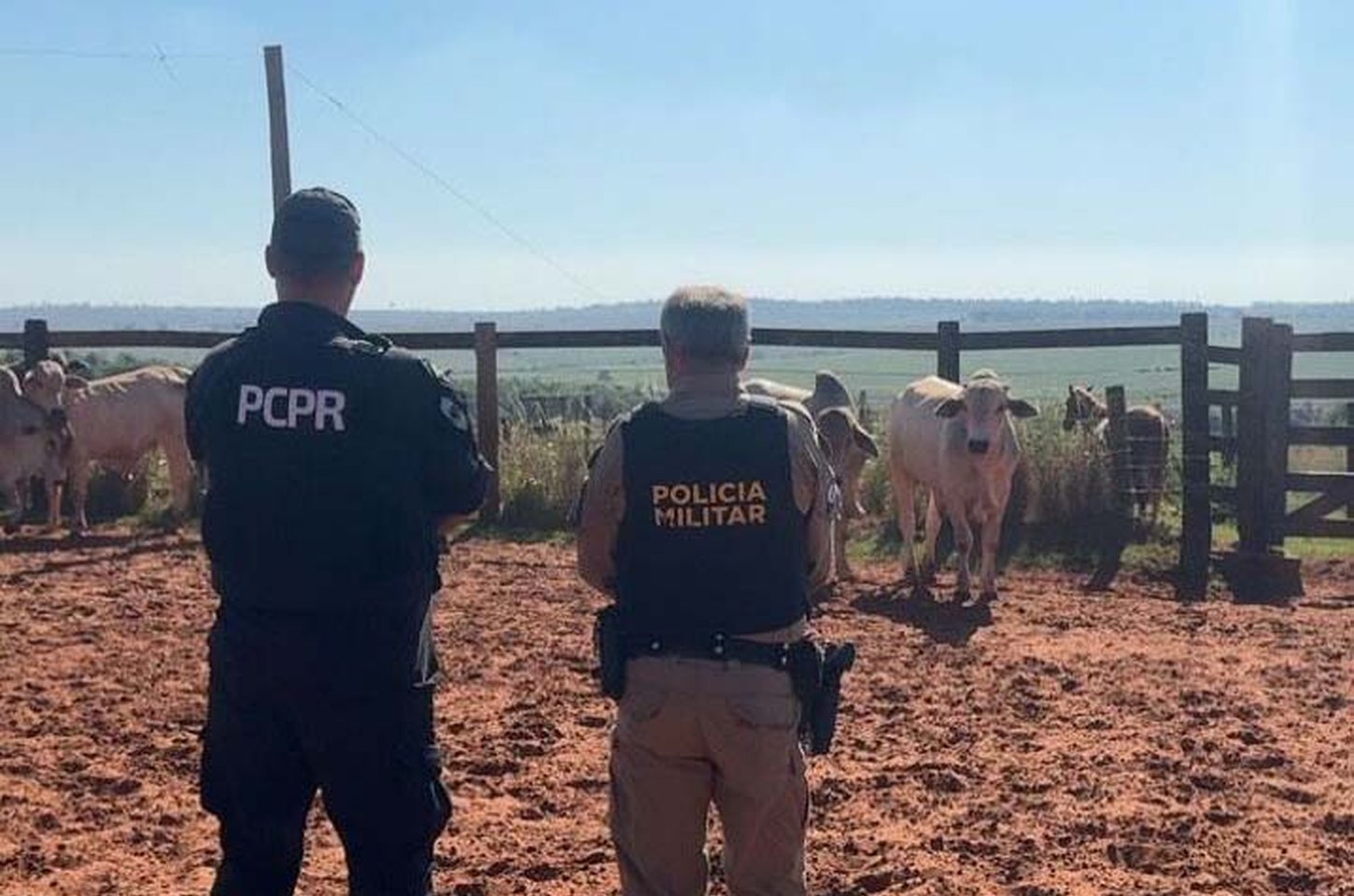 Polícia recupera seis bovinos furtados em propriedade rural no Noroeste do Paraná
