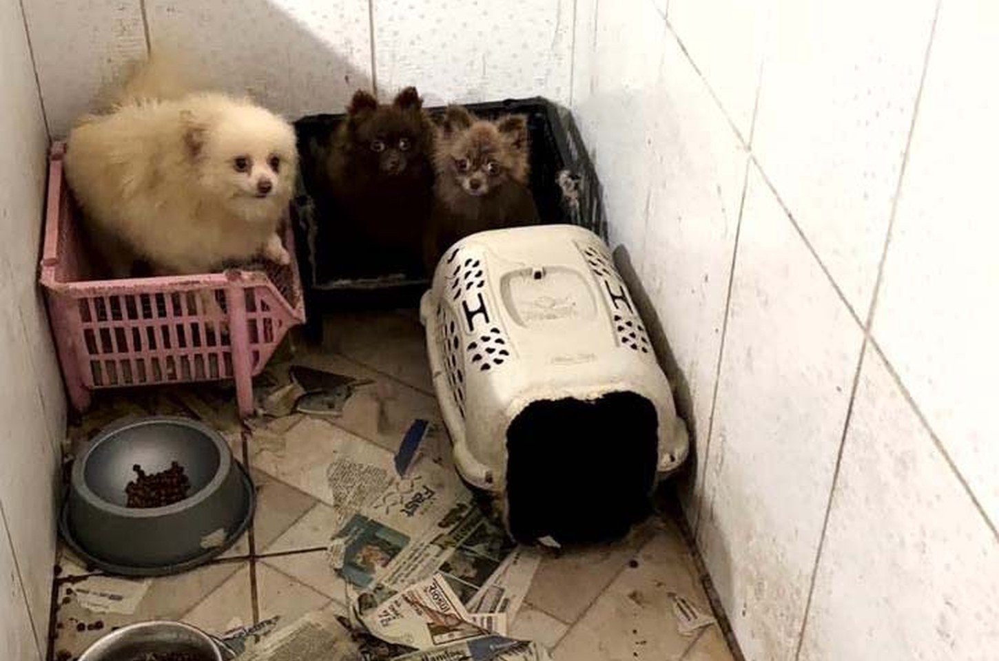 Polícia resgata 50 cães de criadora clandestina em Piraquara
