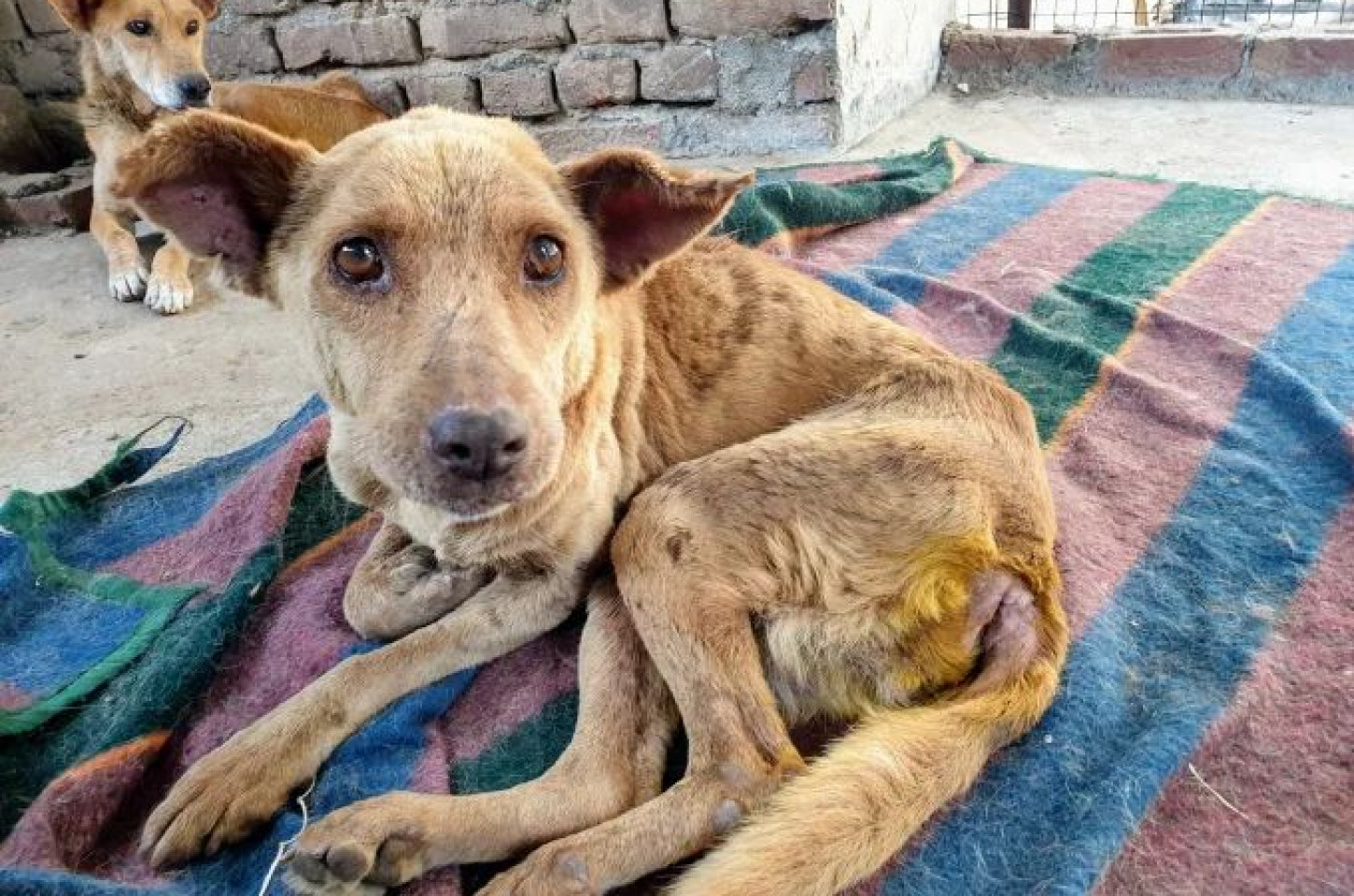 Por que os animais são maltratados?