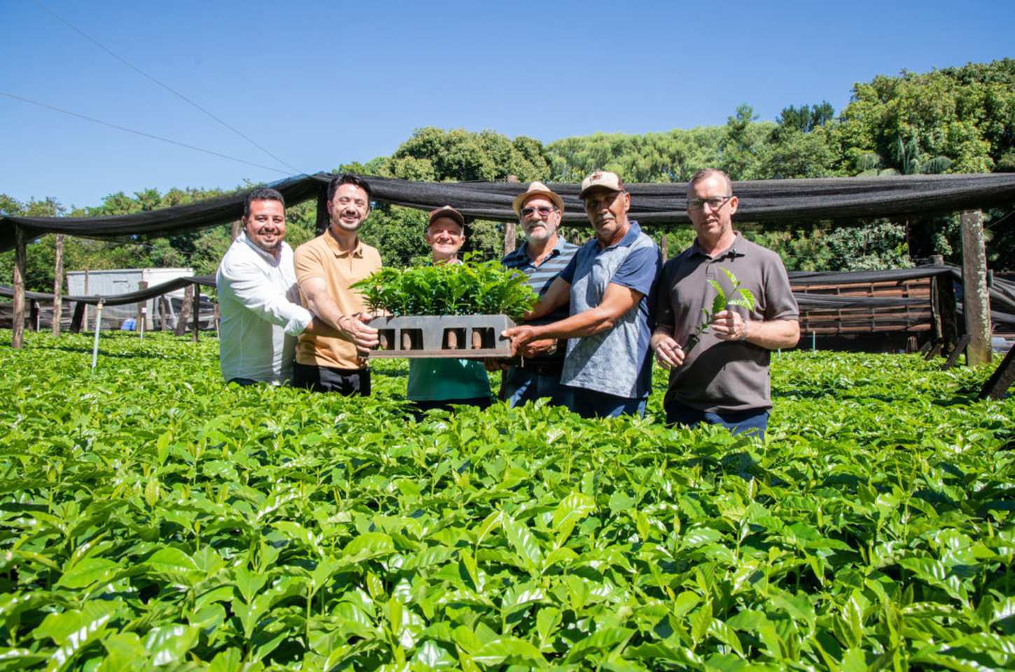 Prefeitura de Apucarana inicia distribuição de 120 mil mudas de café para agricultores familiares