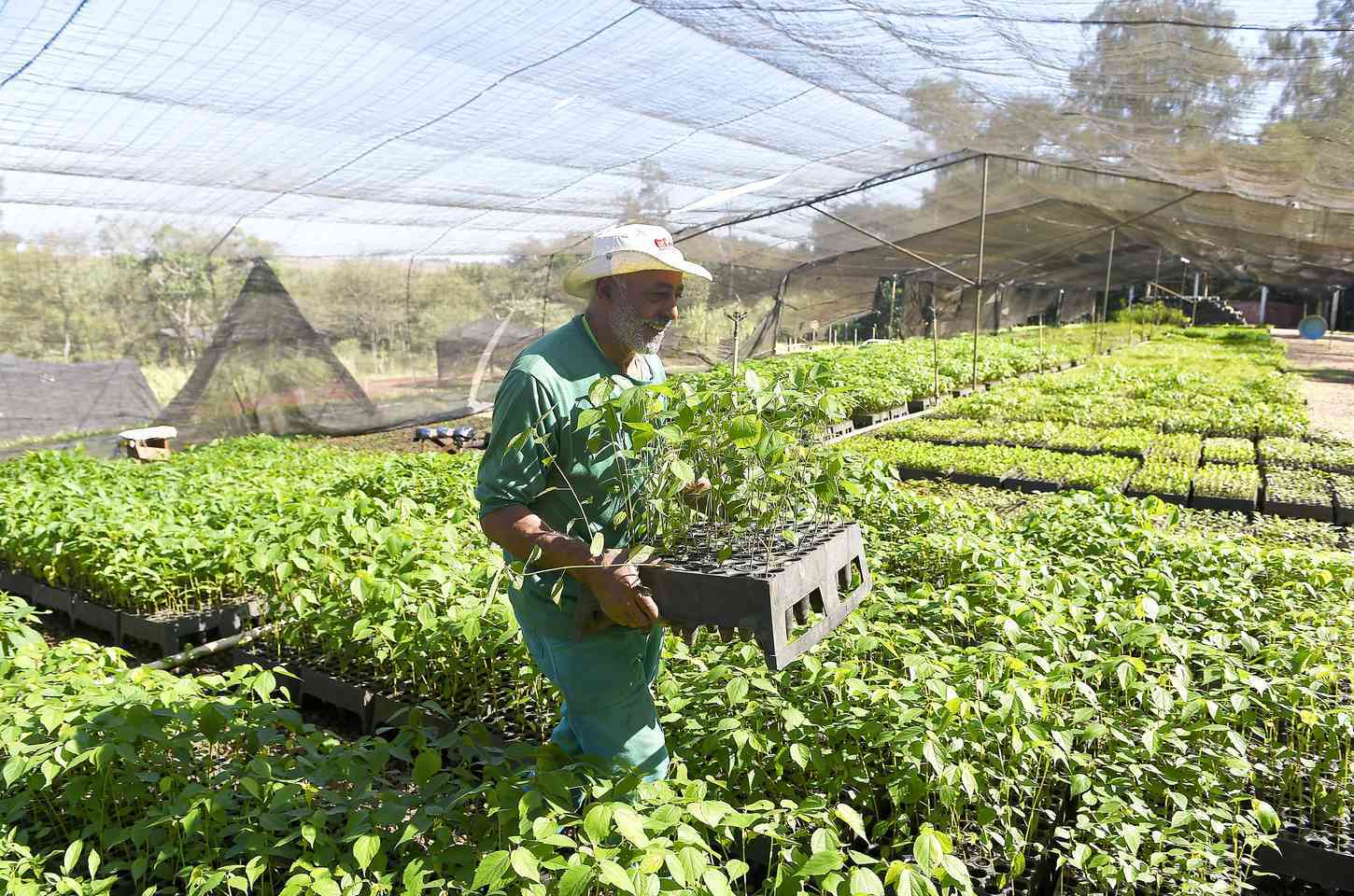 Programa Paraná Mais Verde amplia produção de mudas nativas