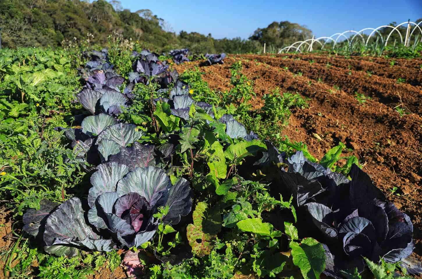 Projeto Renda Agricultor Familiar atinge 11 mil famílias no Paraná em uma década